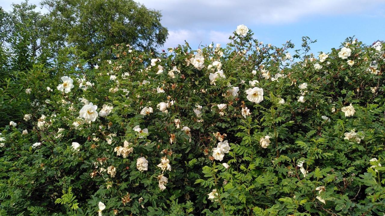 Lilla Mysstuga I Havsnaera Varberg Luaran gambar